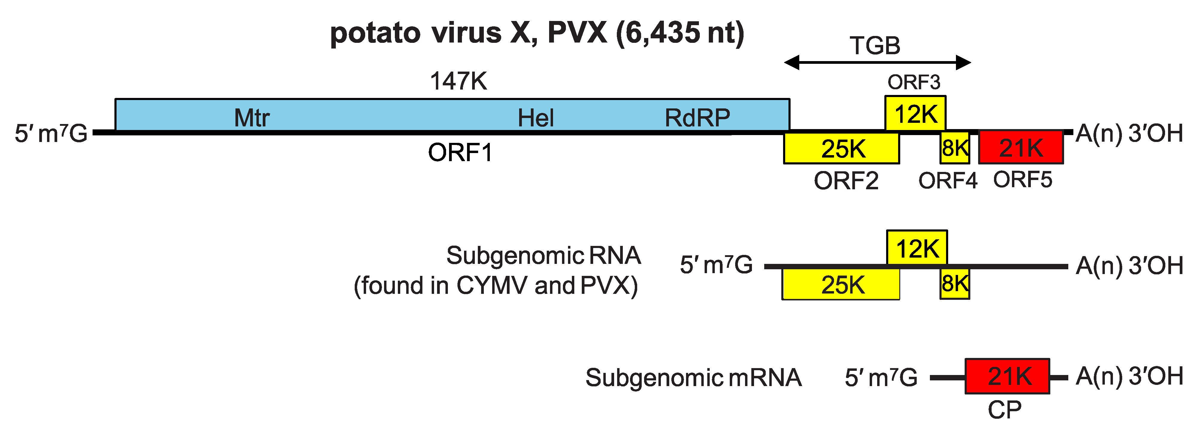 Potex Genus: Potexvirus | ICTV