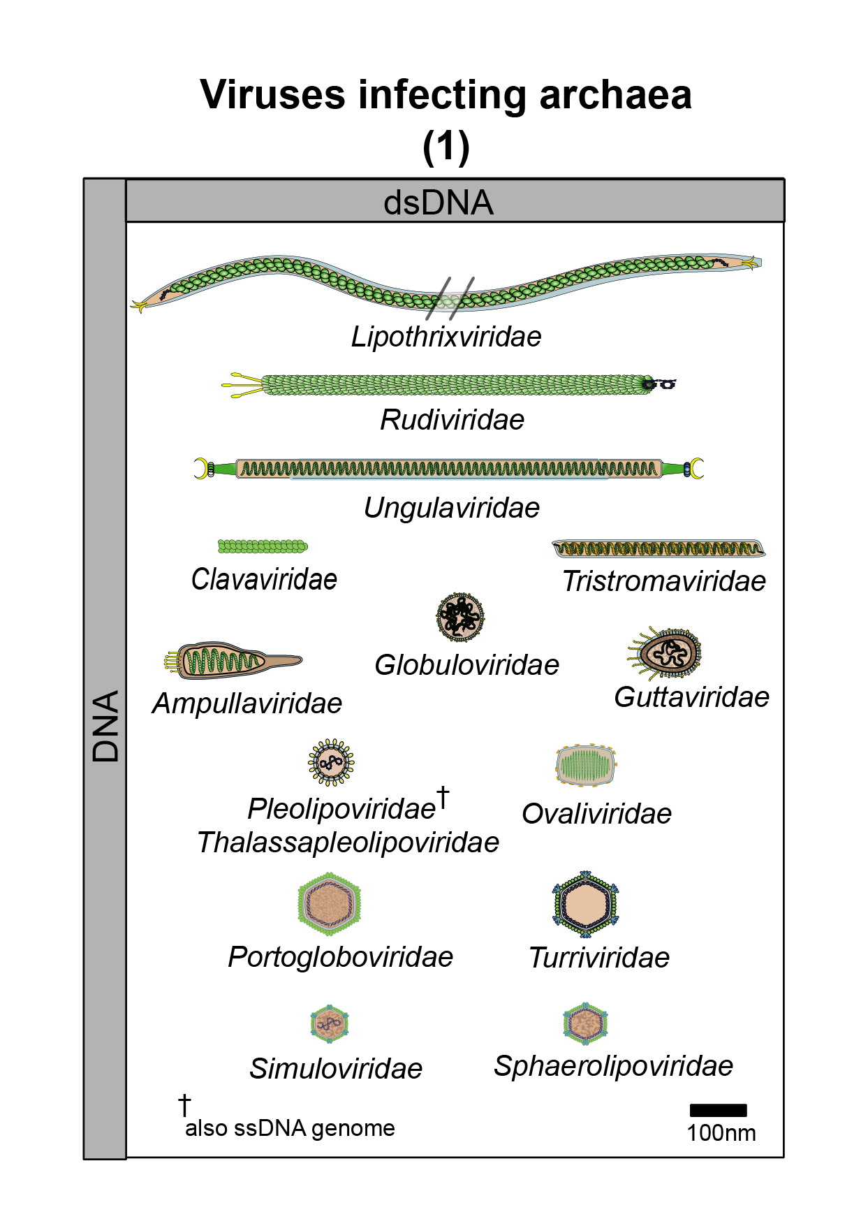 Archaea virus image 1