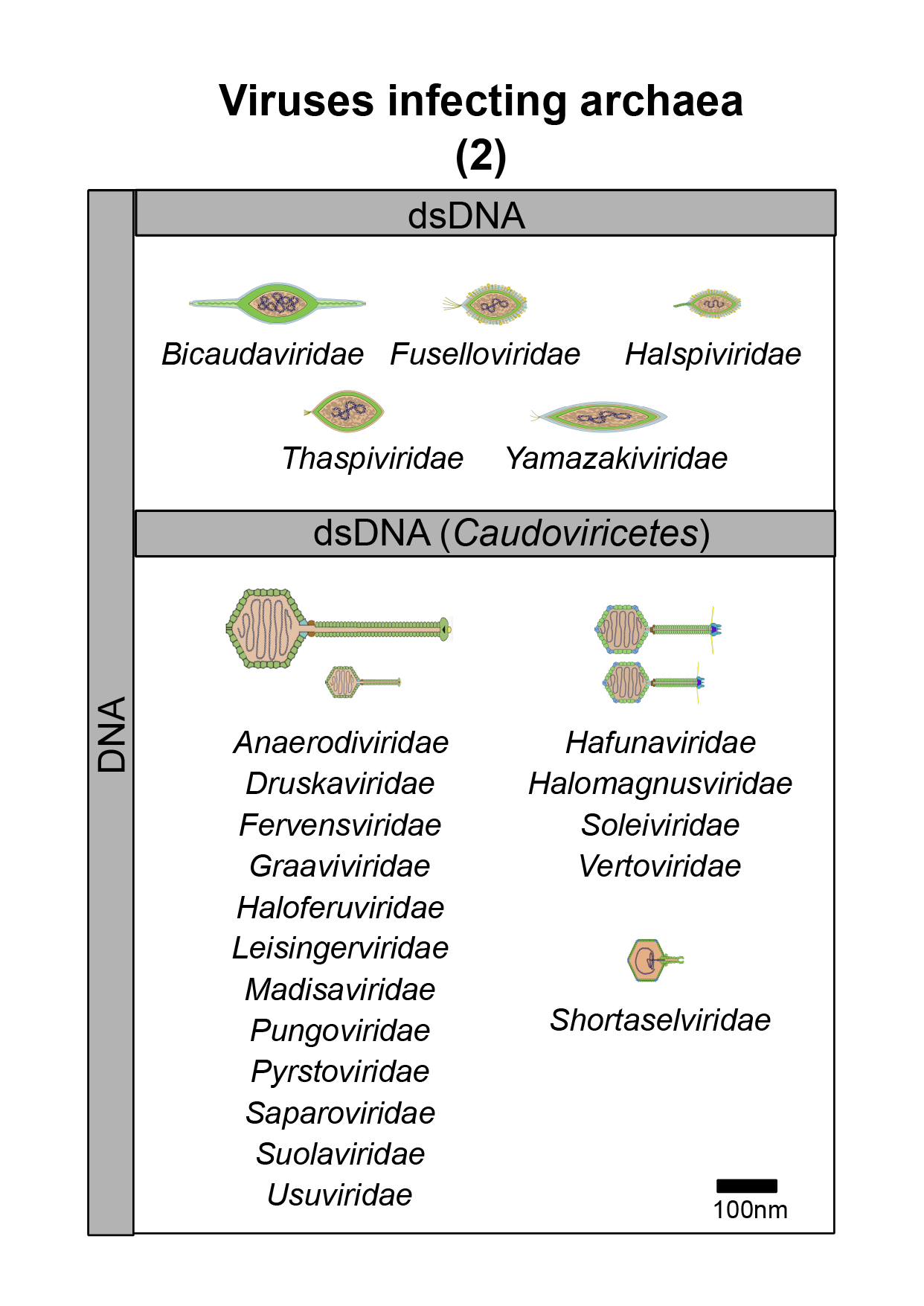Archaea virus image 2
