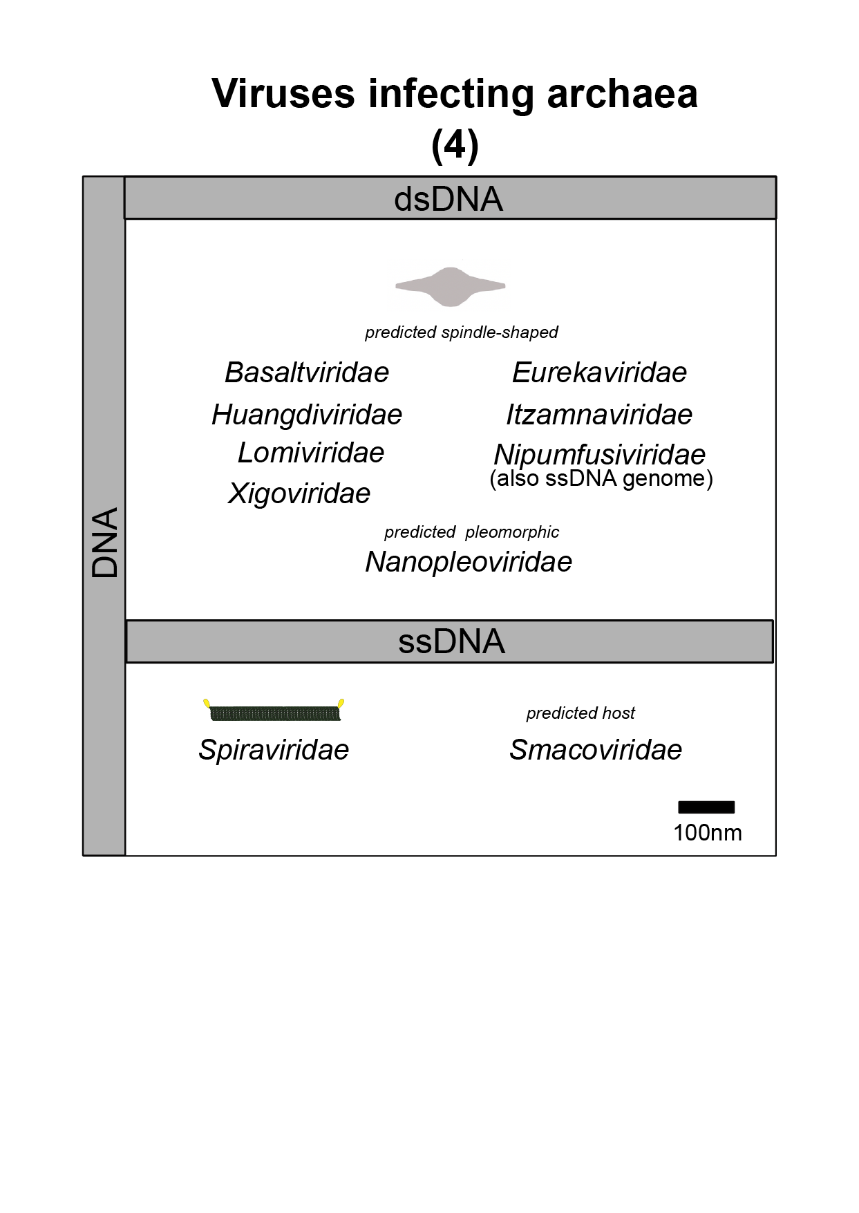 Archaea virus image 4