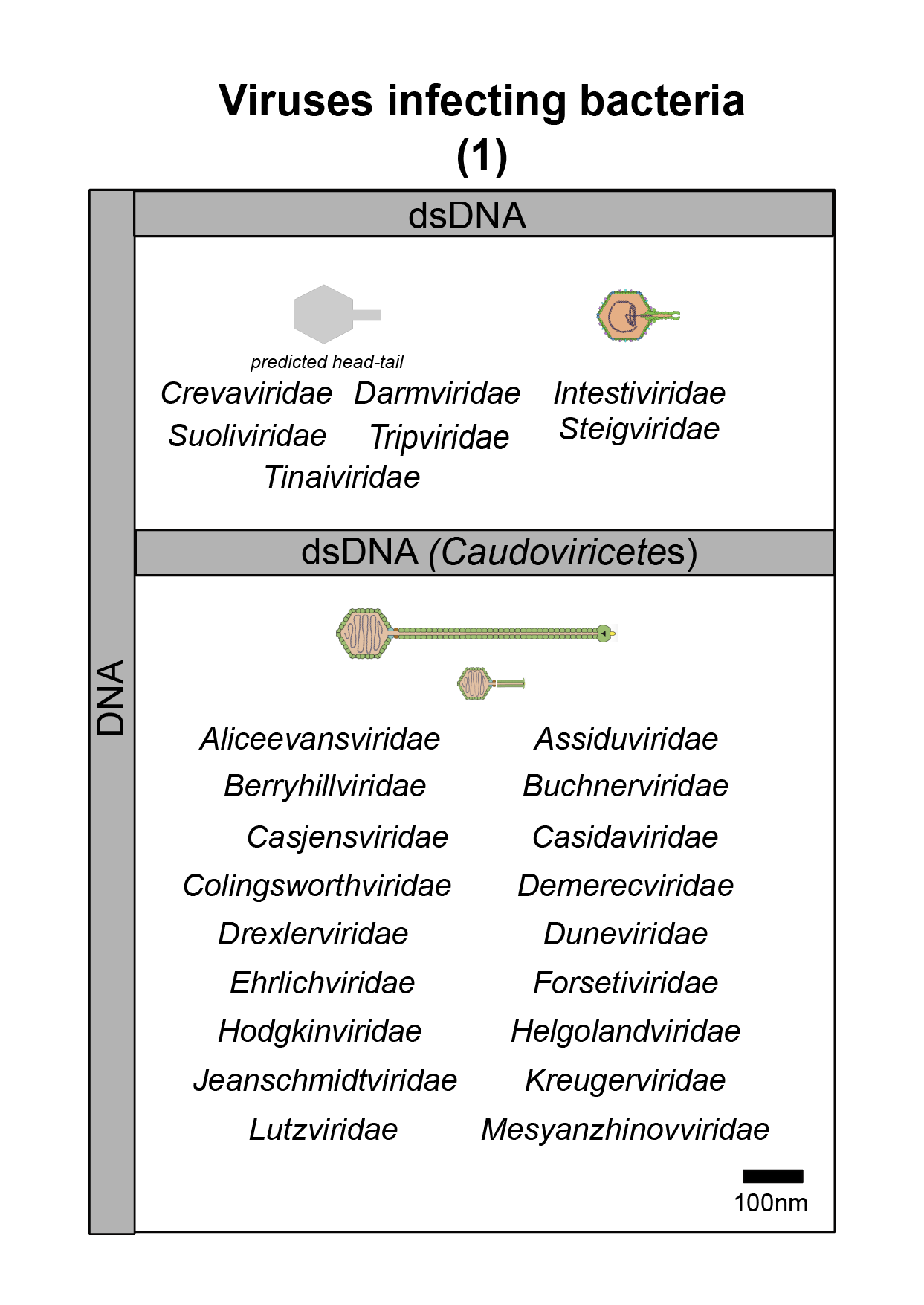 Bacteria virus image 1