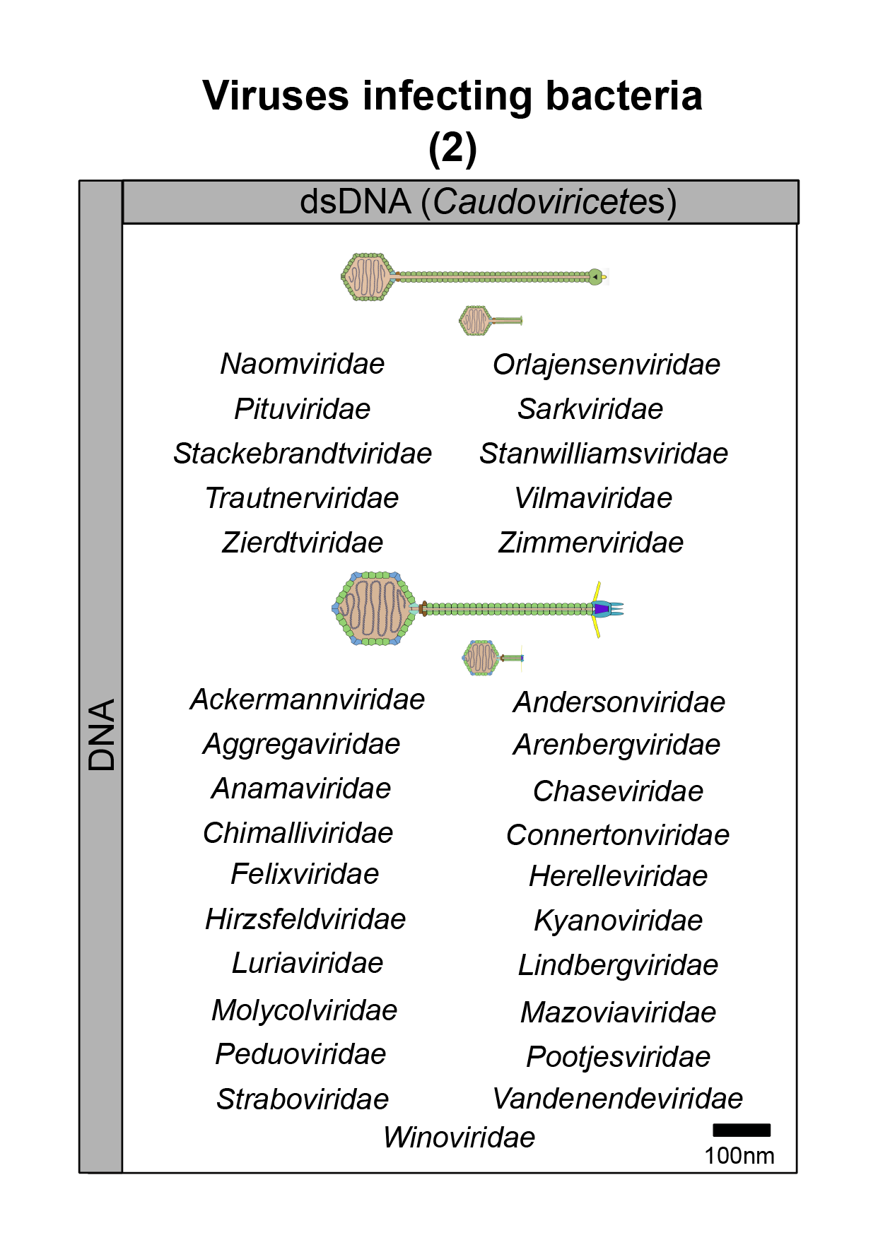 Bacteria virus image 2