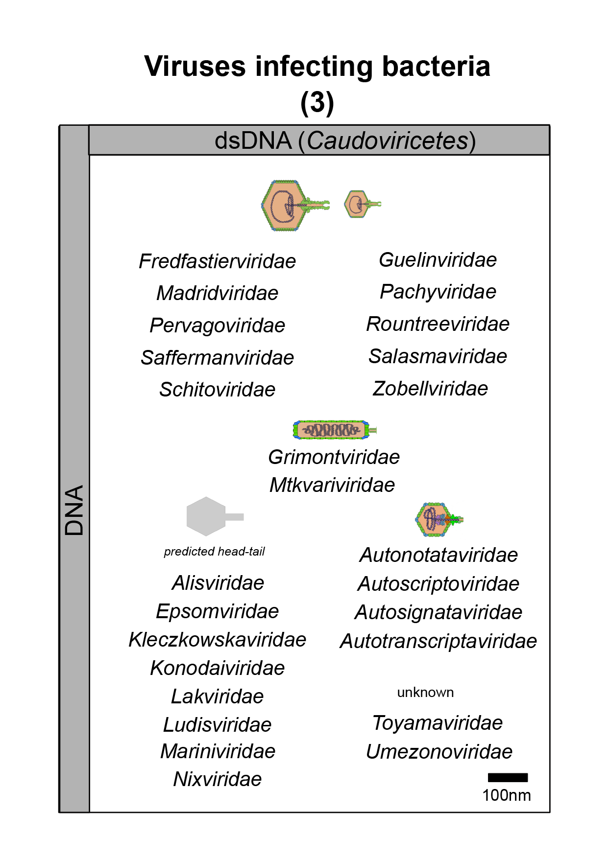 Bacteria virus image 3