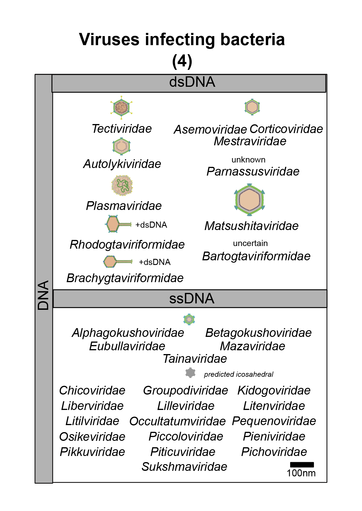 Bacteria virus image 4