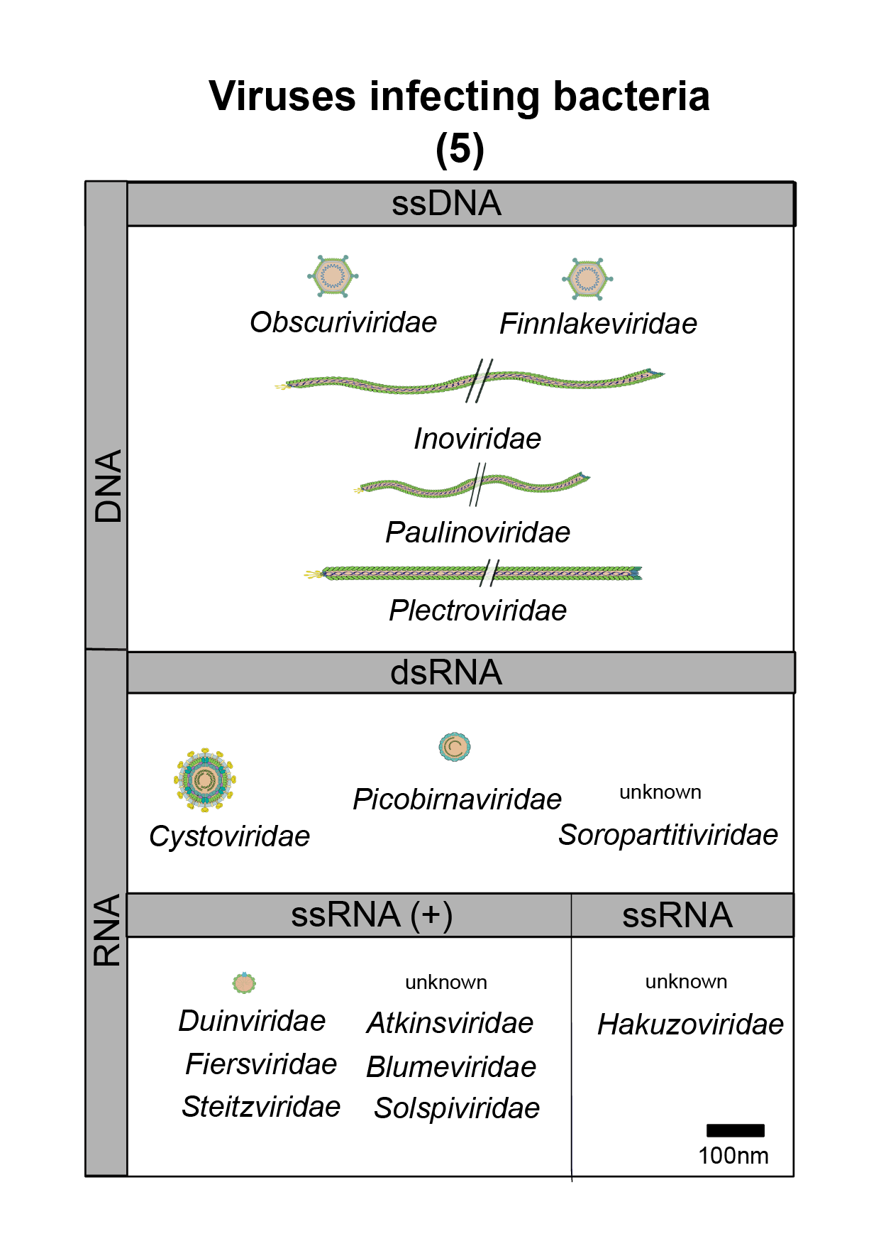 Bacteria virus image 5