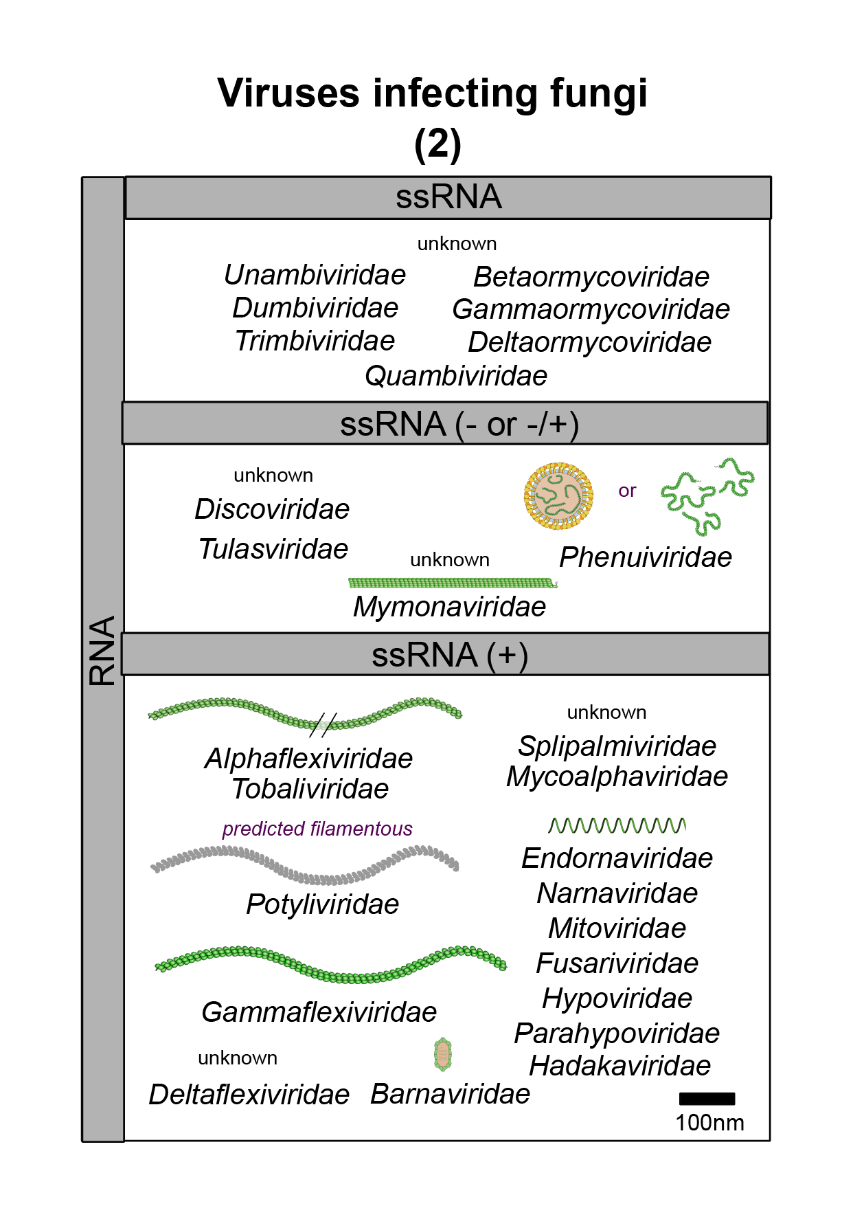 Fungi virus image 2