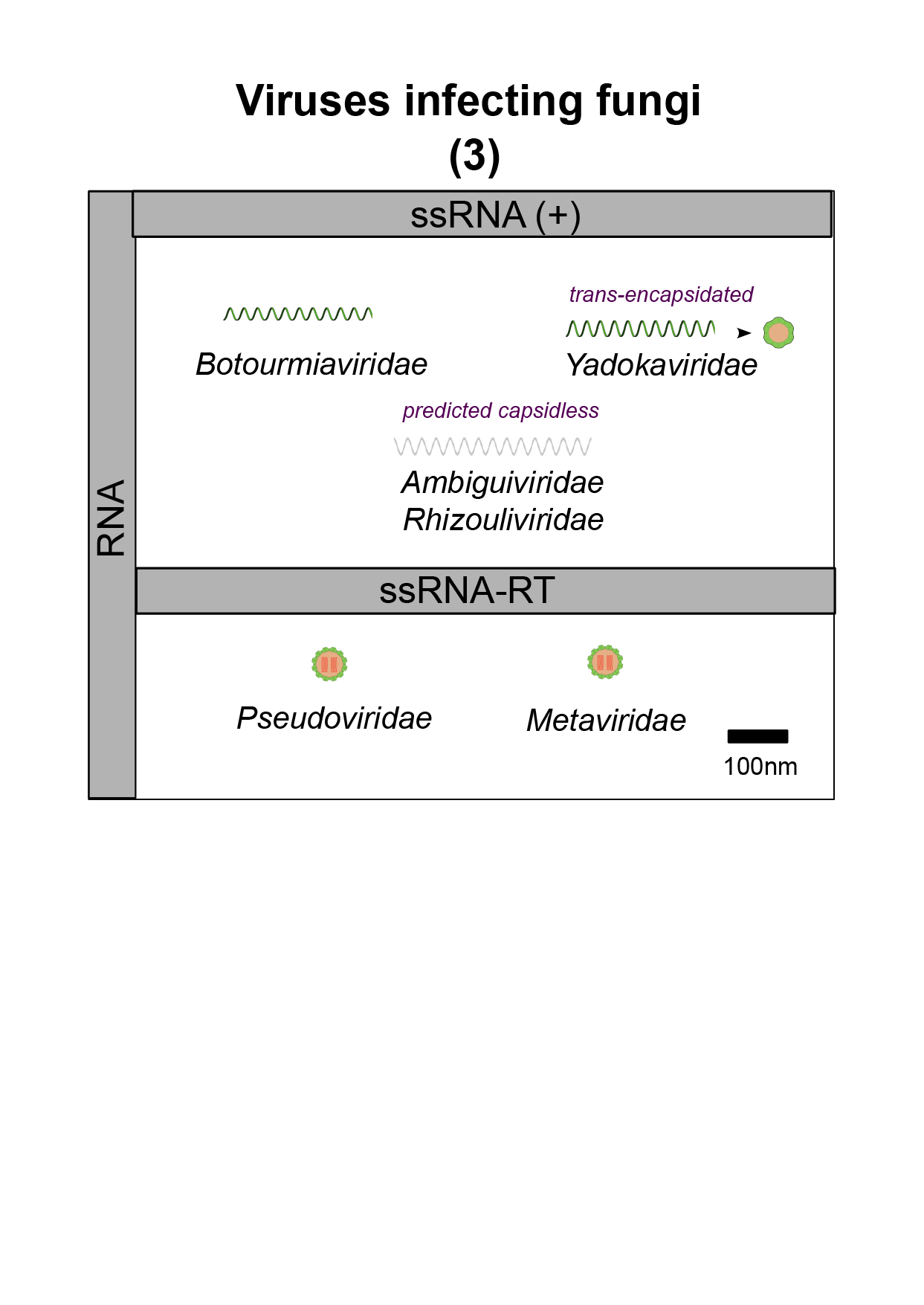 Fungi virus image 3