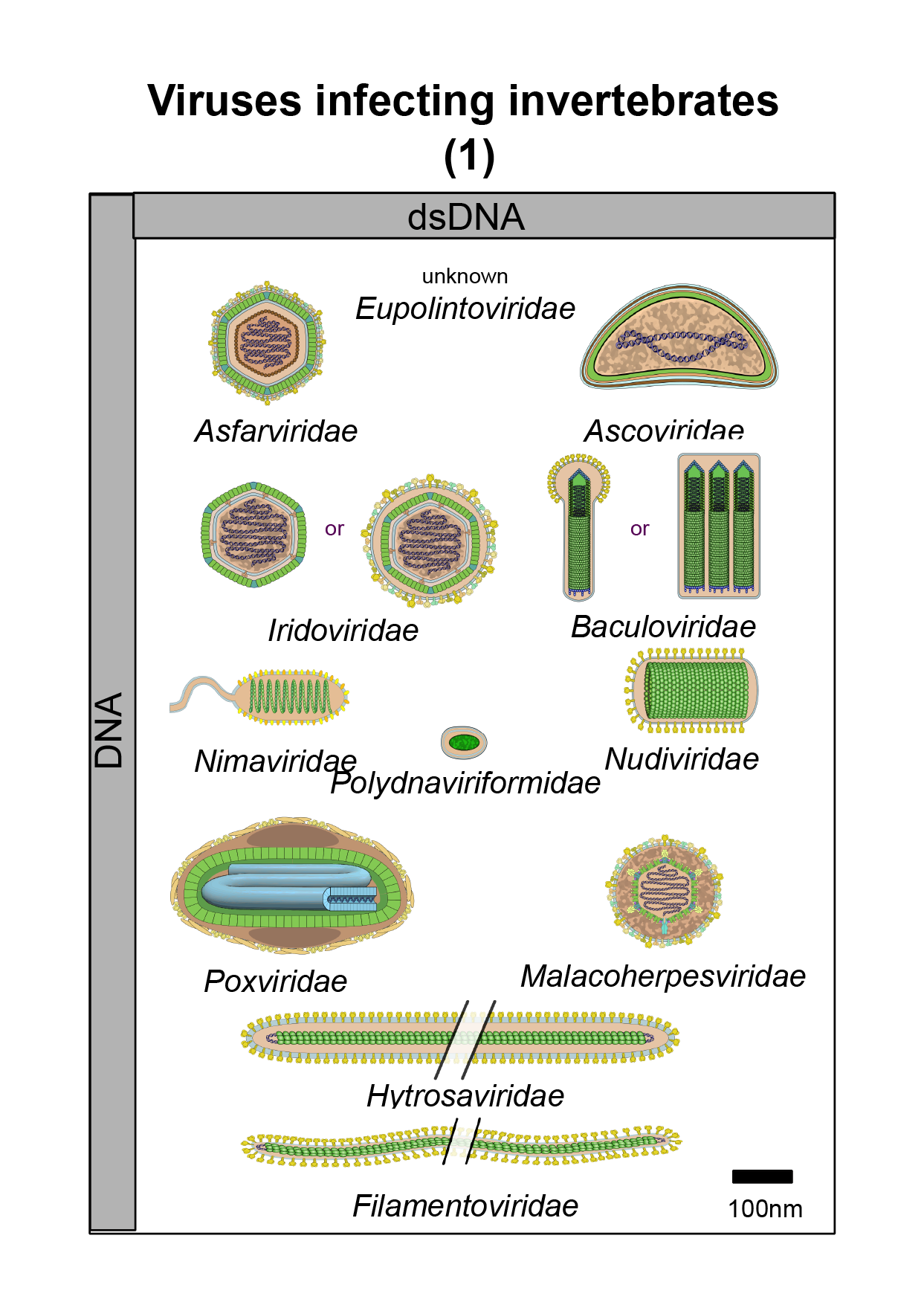Invertebrates virus image 1