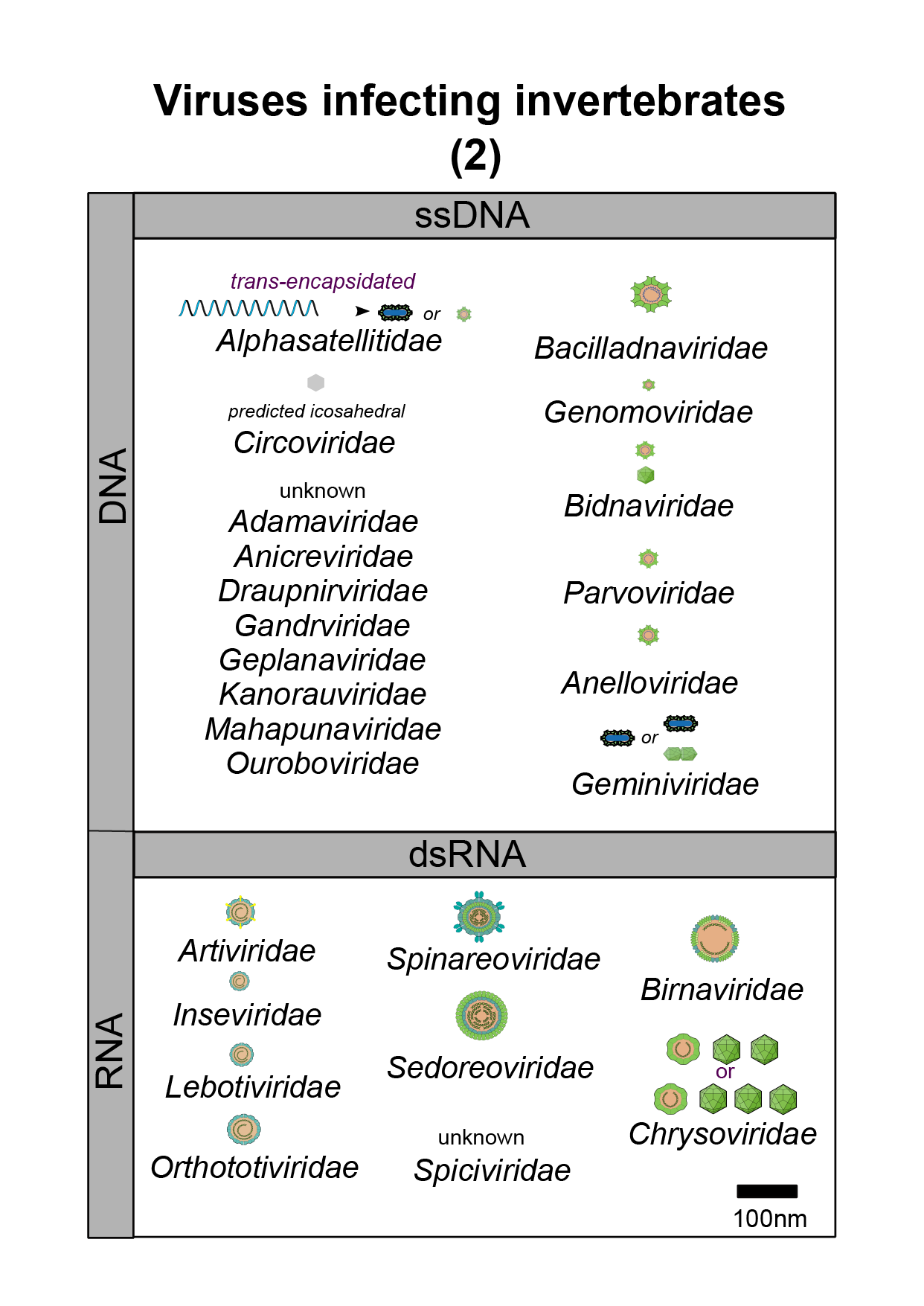 Invertebrates virus image 2