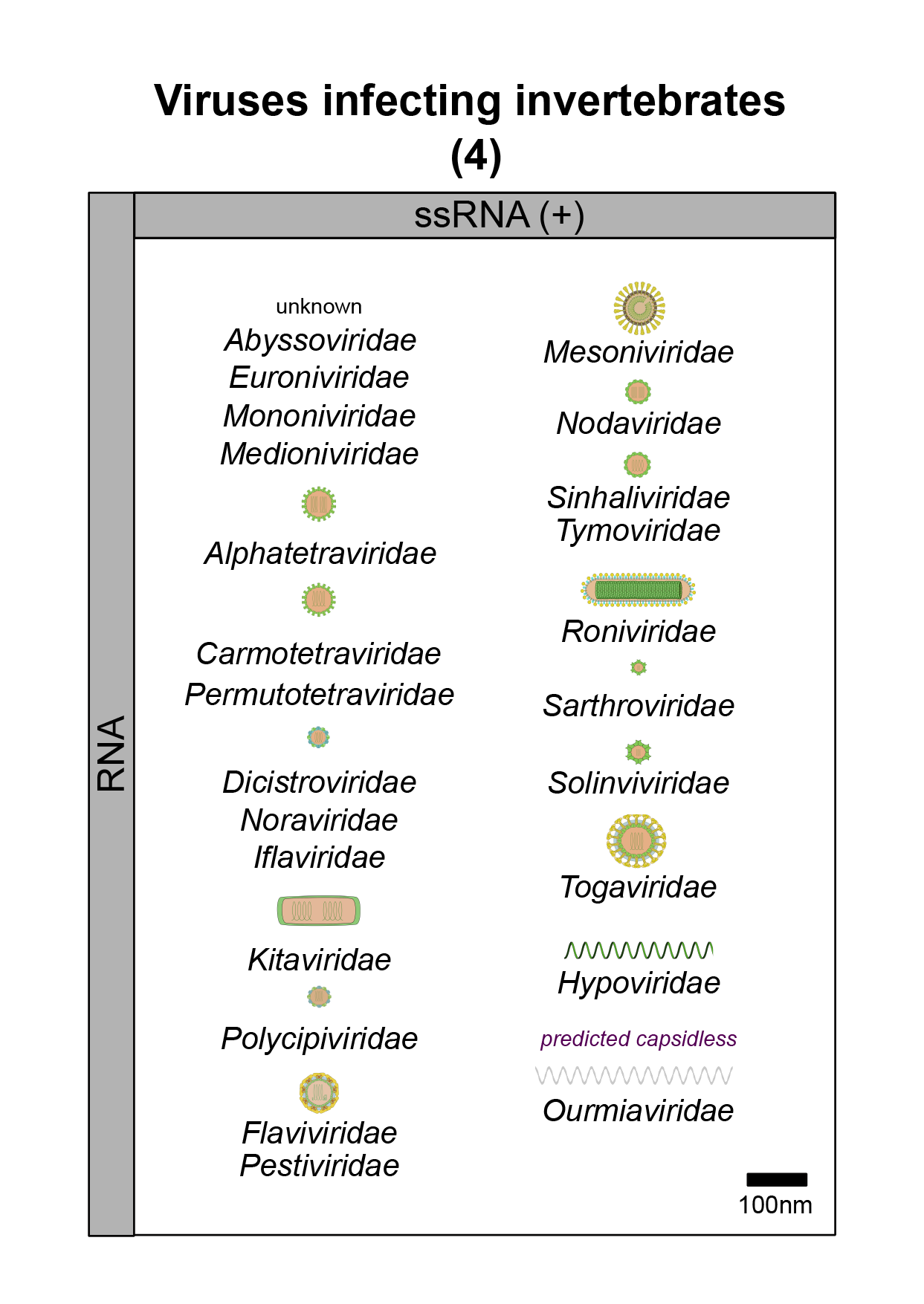 Invertebrates virus image 4