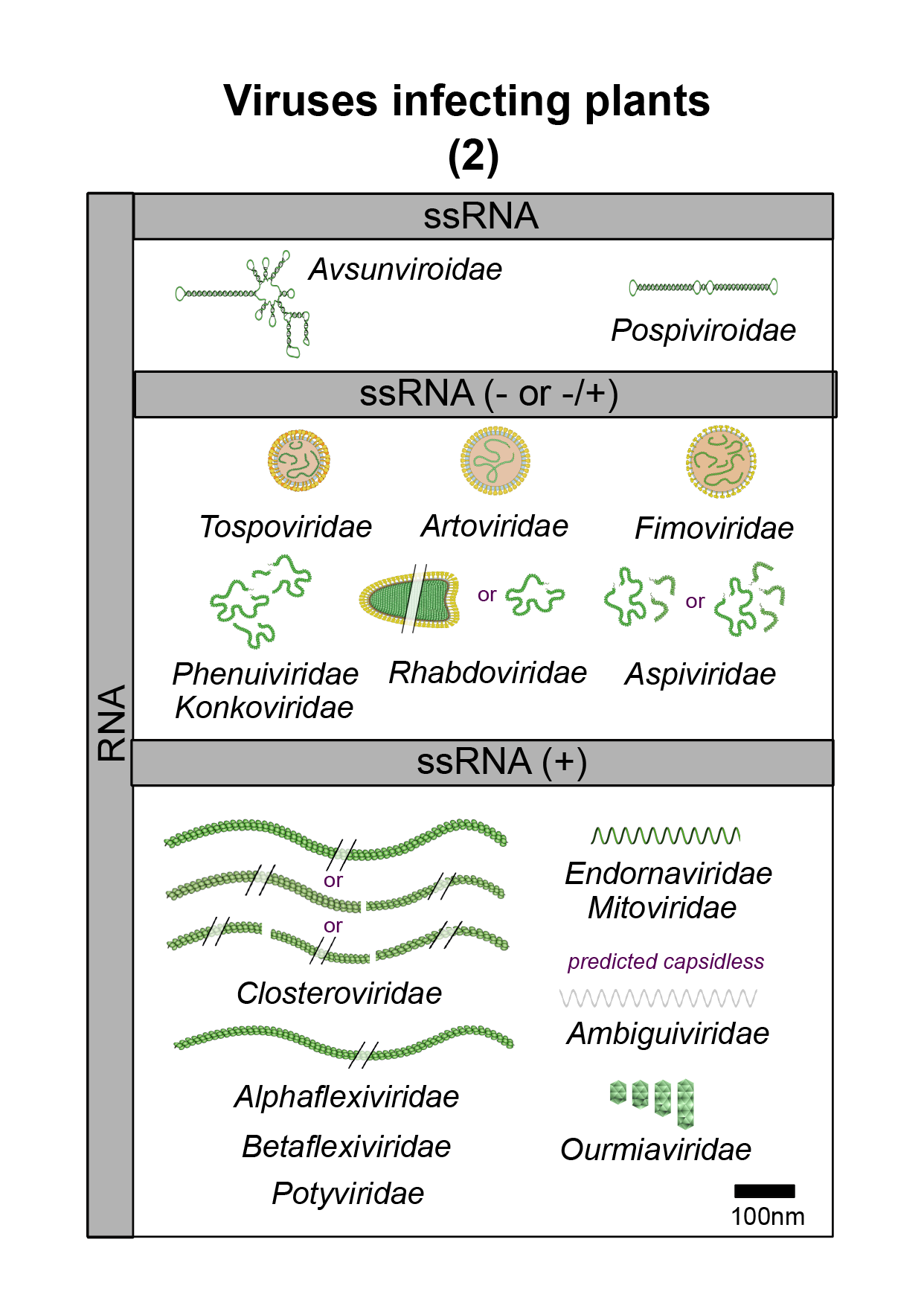 Plants virus image 2