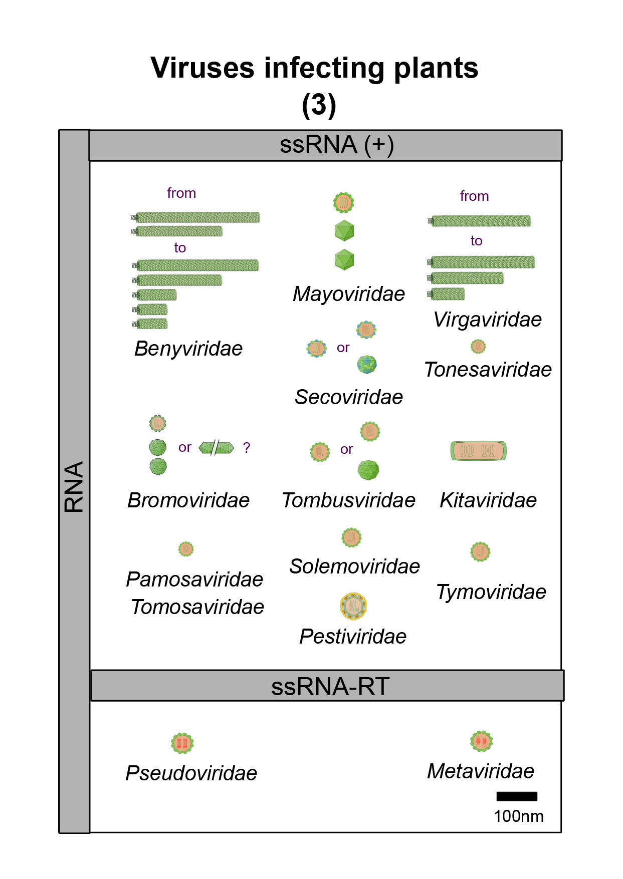 Plants virus image 3