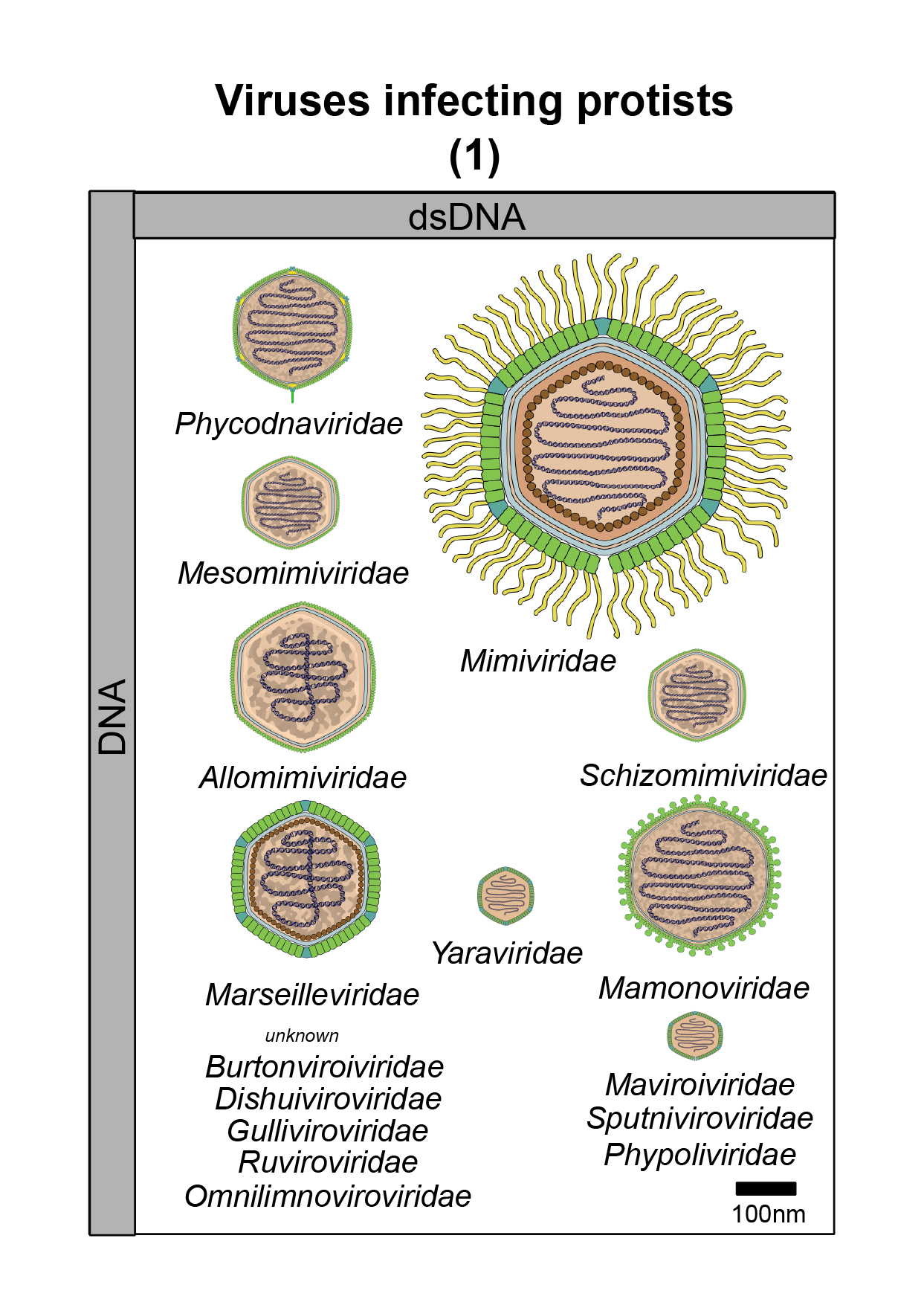 Protists virus image 1