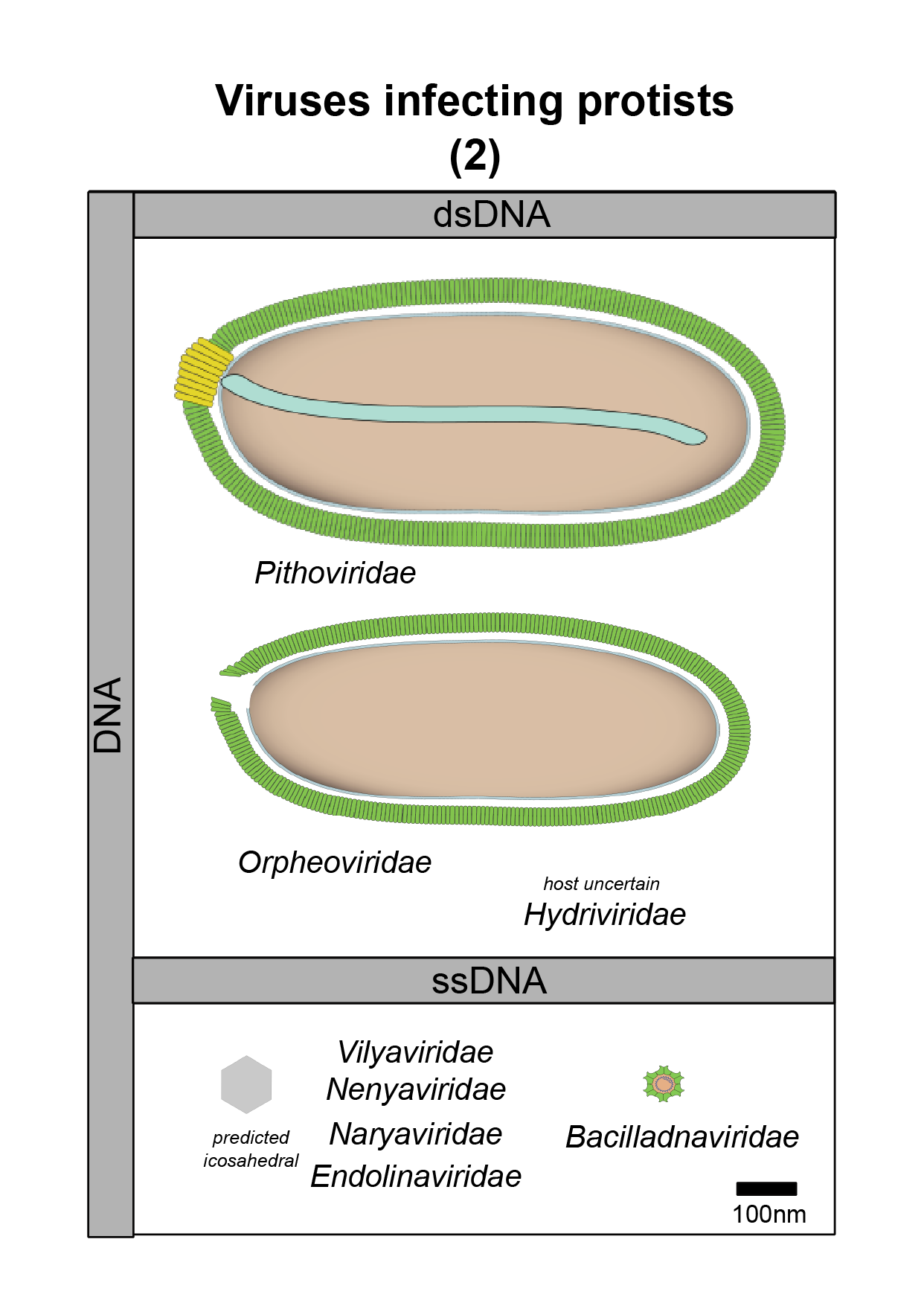 Protists virus image 2
