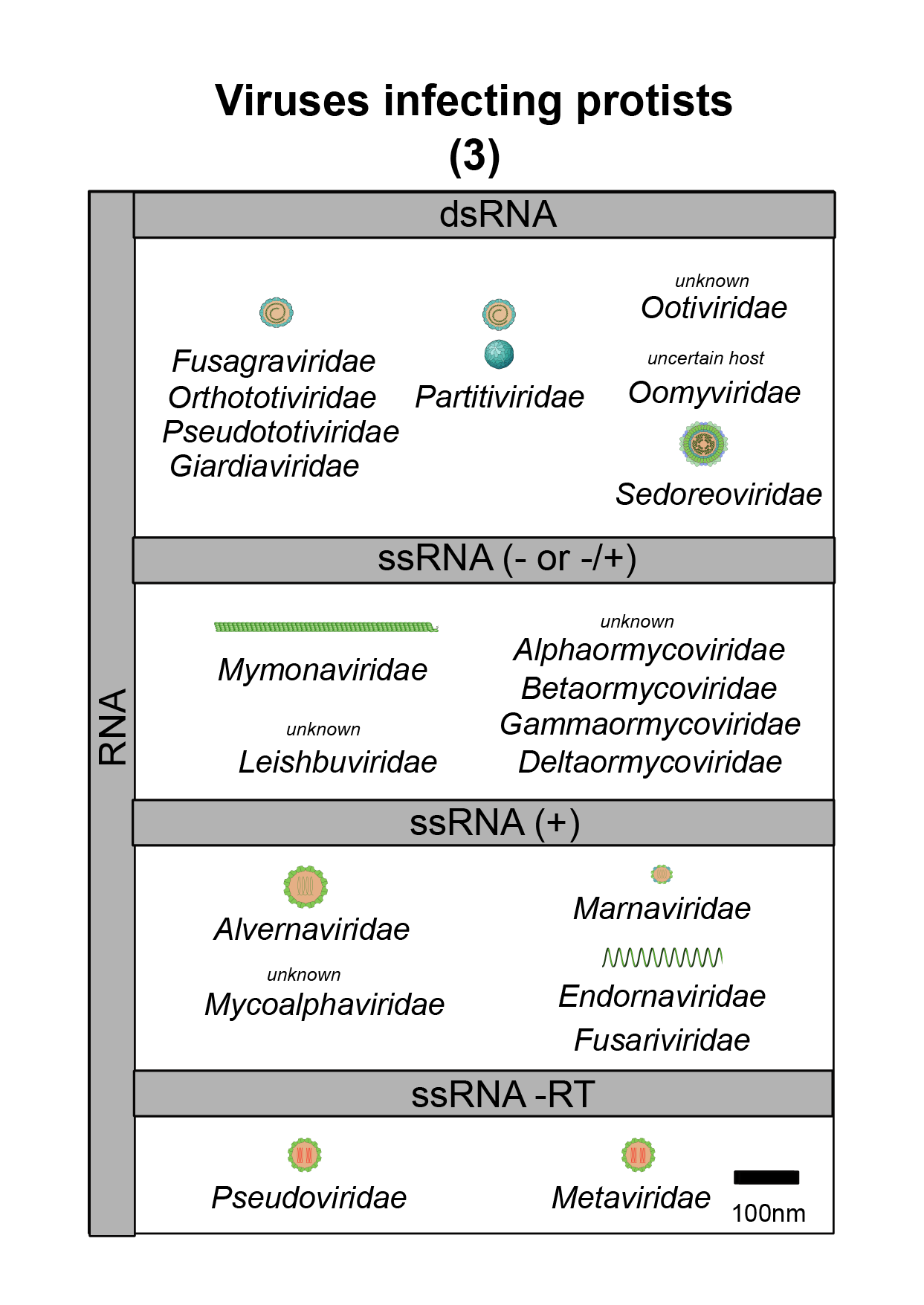 Protists virus image 3