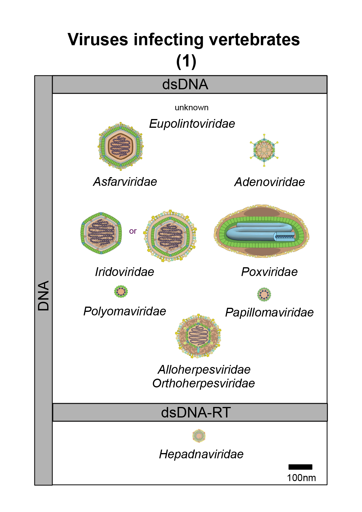 Vertebrates virus image 1