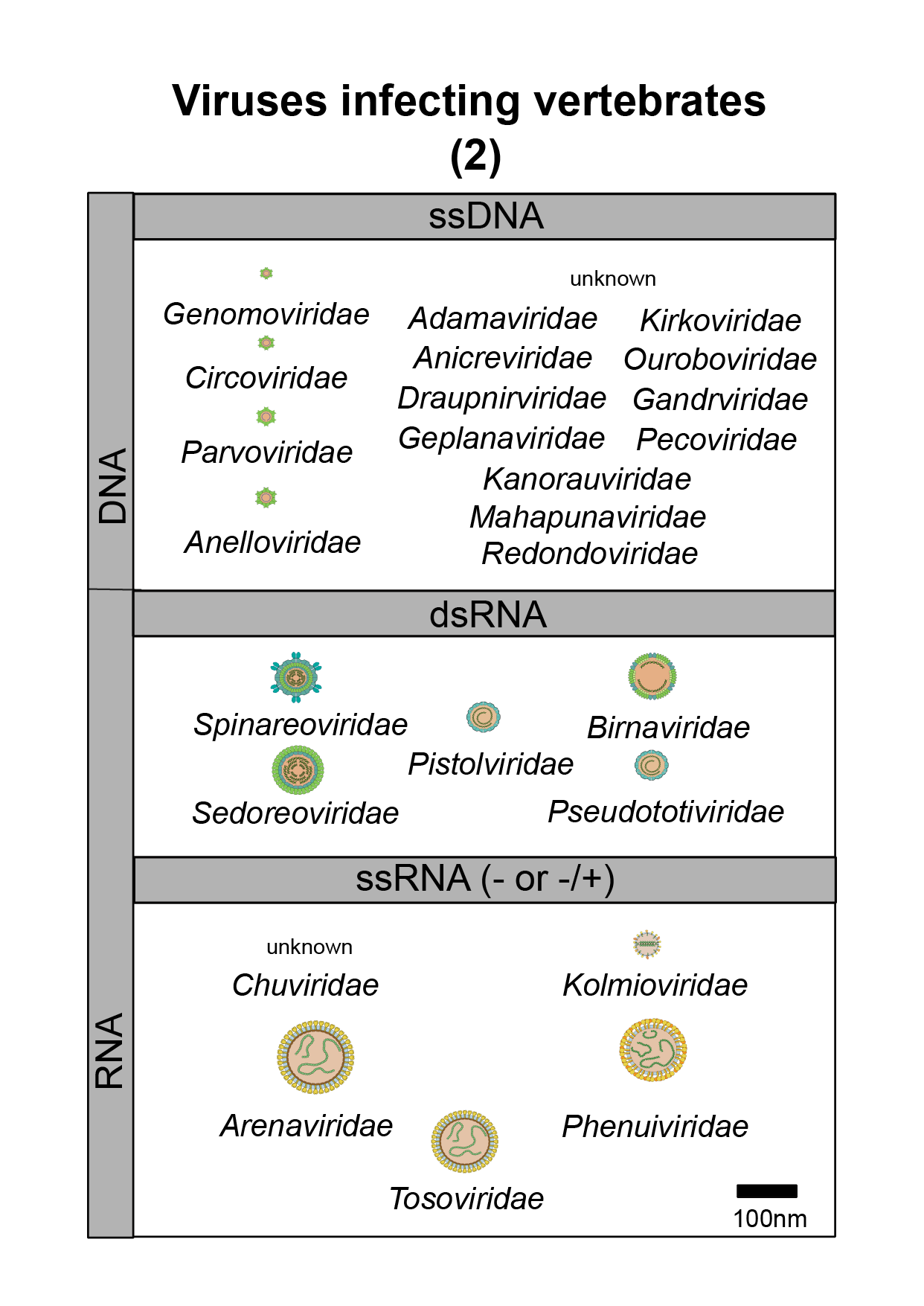 Vertebrates virus image 2