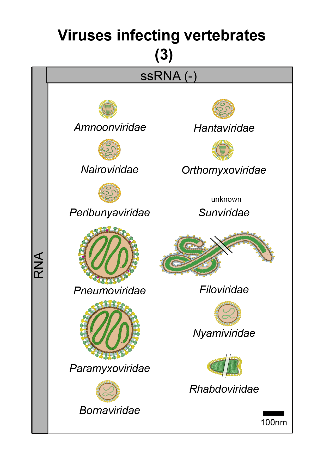 Vertebrates virus image 3