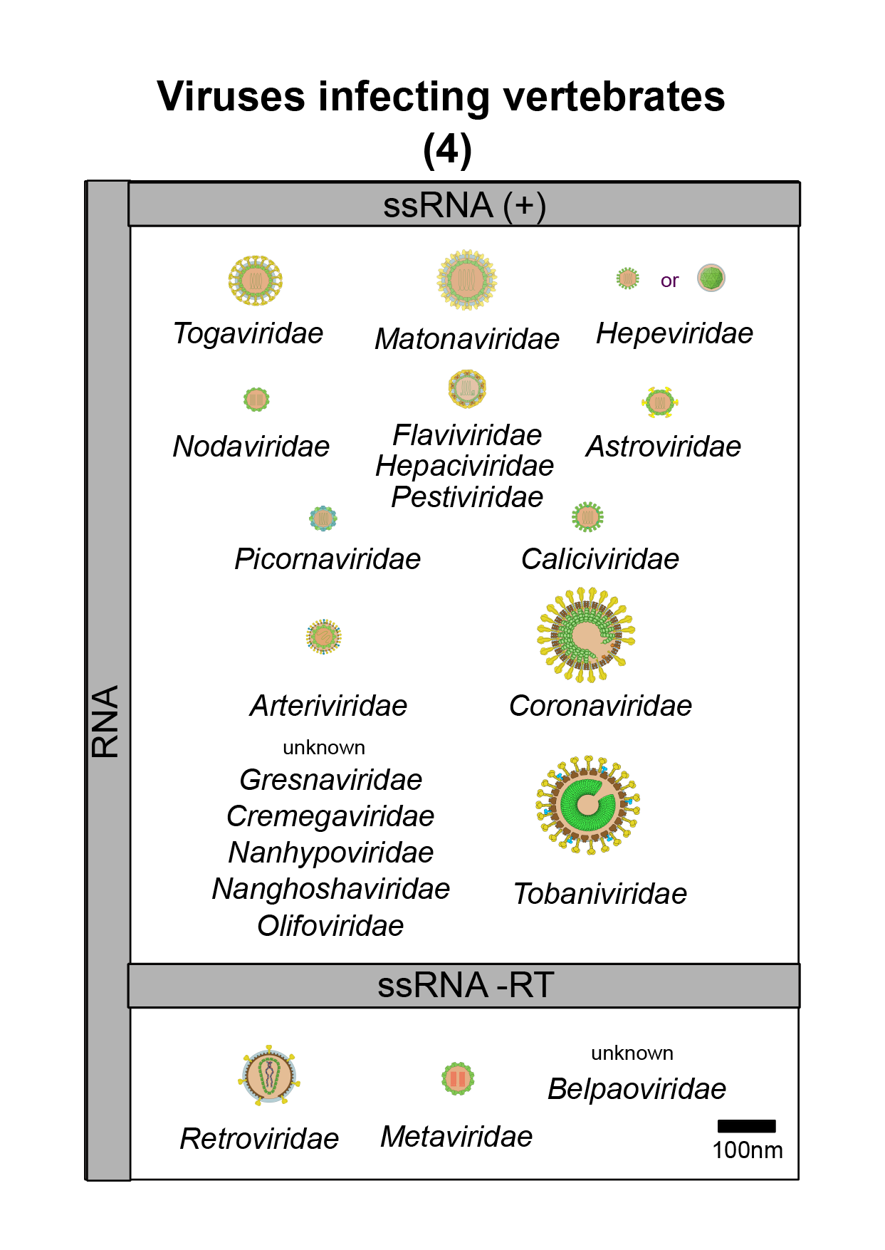 Vertebrates virus image 4