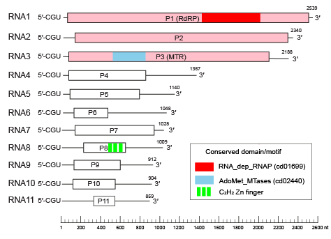 Hadakaviridae