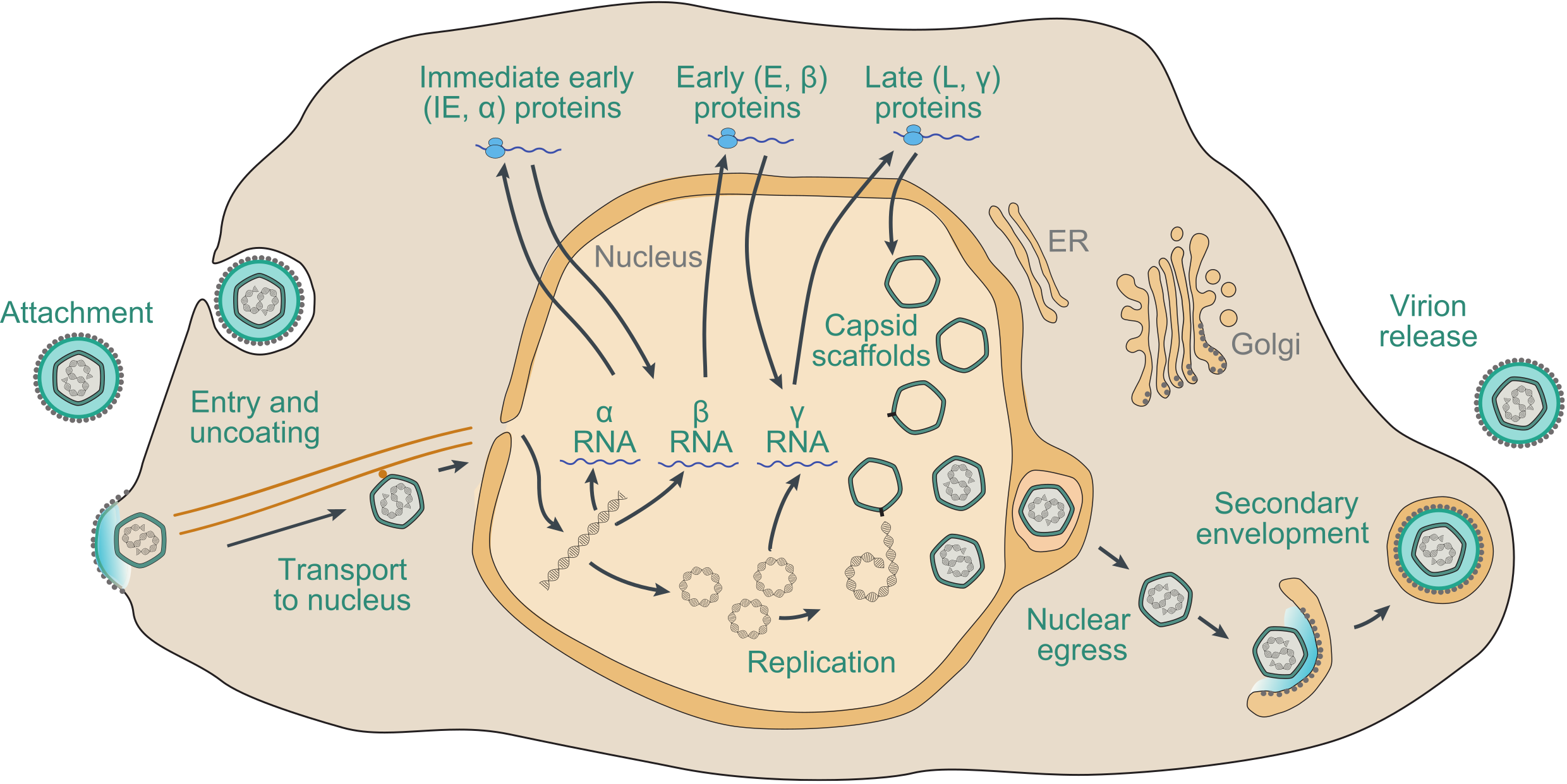 Orthoherpesviridae