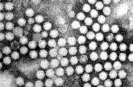 Iflaviridae