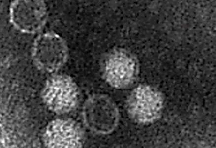 Marnaviridae