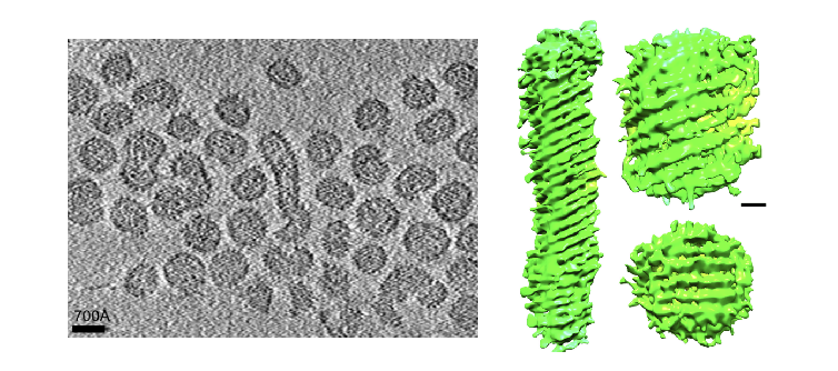 Matonaviridae
