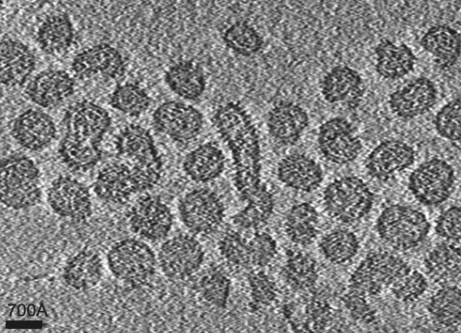 Matonaviridae