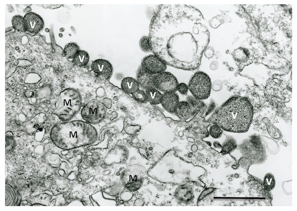 Nyamiviridae