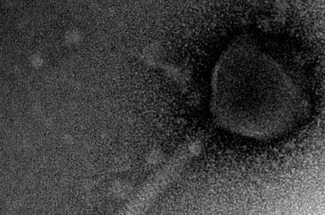Herelleviridae