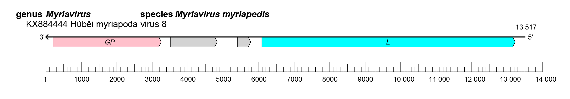 Myriaviridae