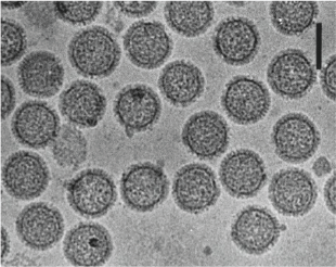Phenuiviridae