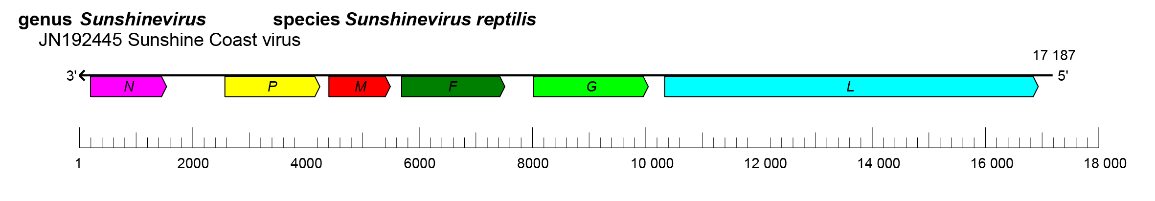 Sunviridae