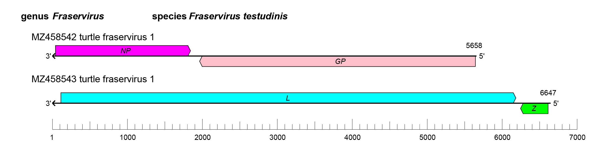 Tosoviridae
