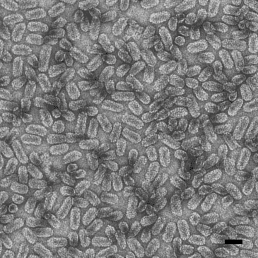Bromoviridae