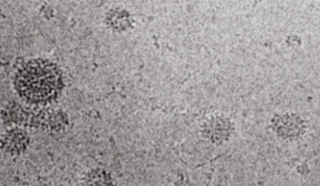 Hepadnaviridae 