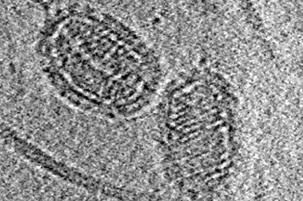 Ovaliviridae