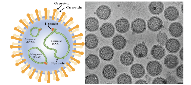 Virus