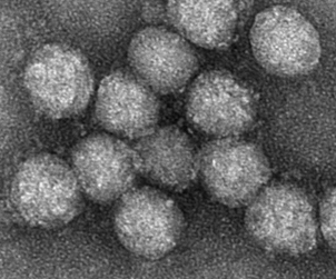 Solinviviridae
