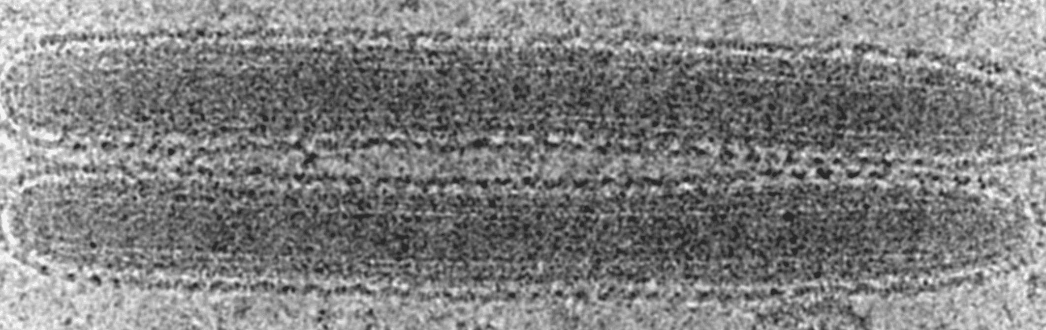 Hytrosaviridae
