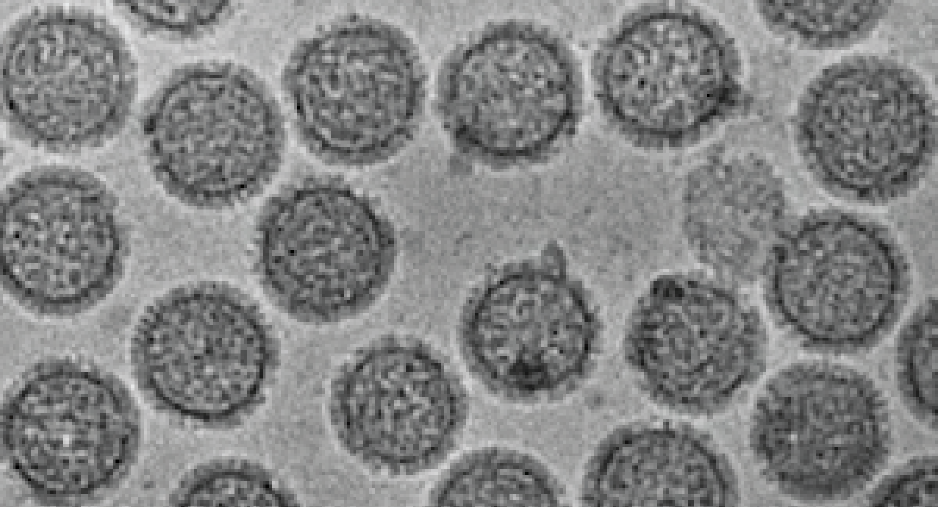 Virus