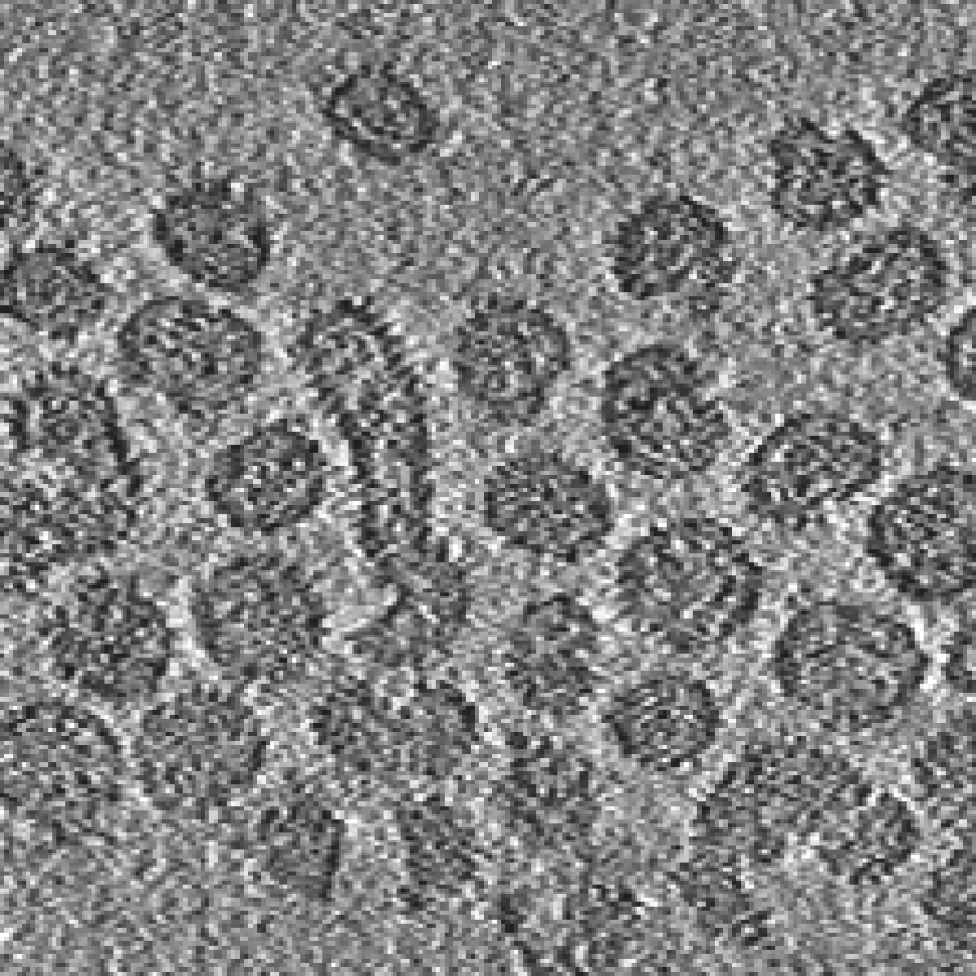 Matonaviridae