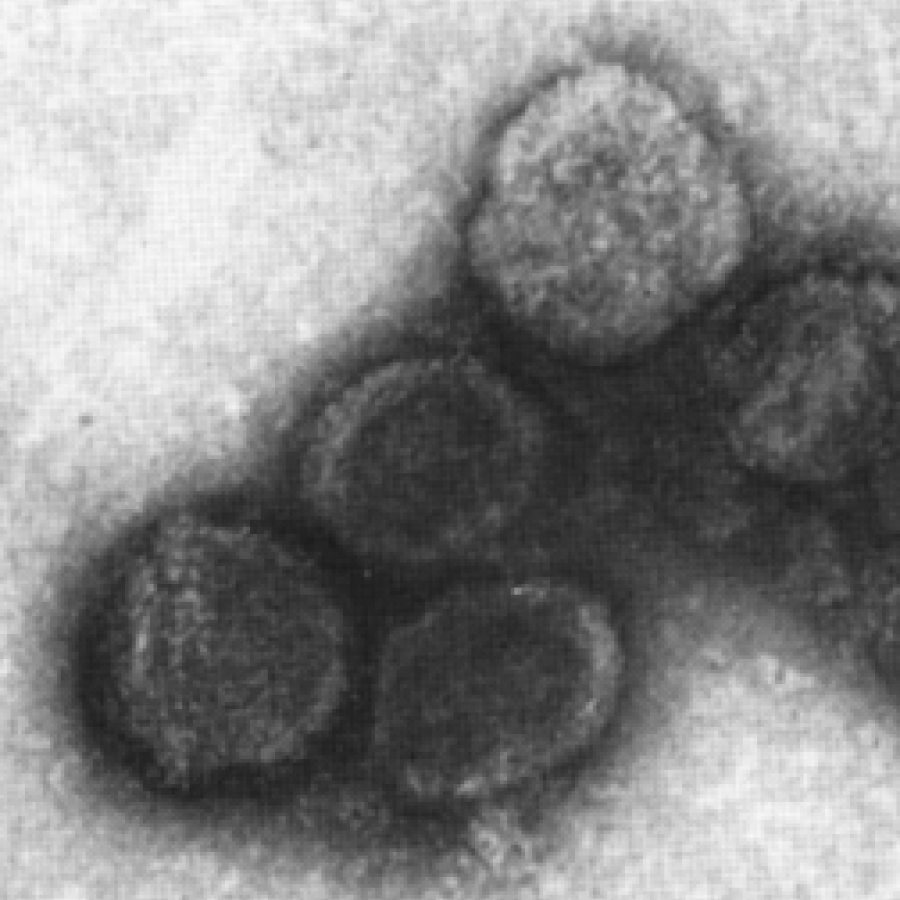 Plasmaviridae