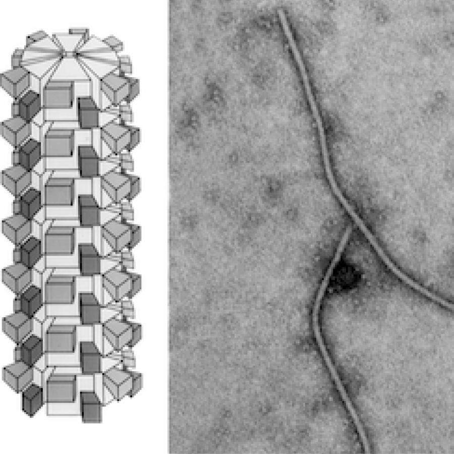Potyviridae