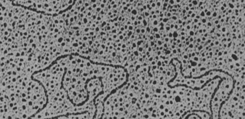 Endornaviridae