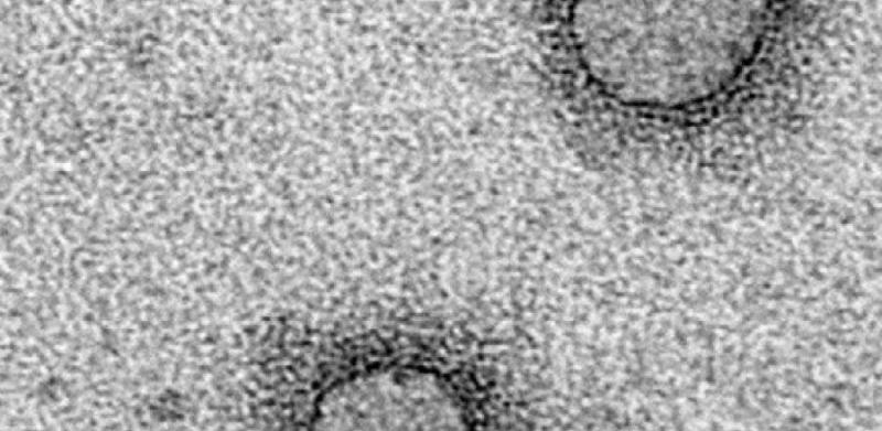 Fimoviridae
