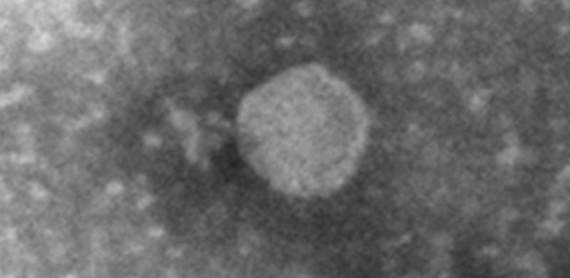Artoviridae