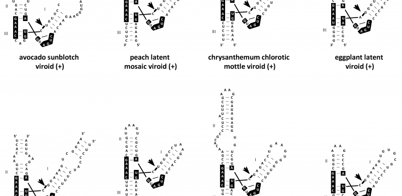 Avsunviroidae