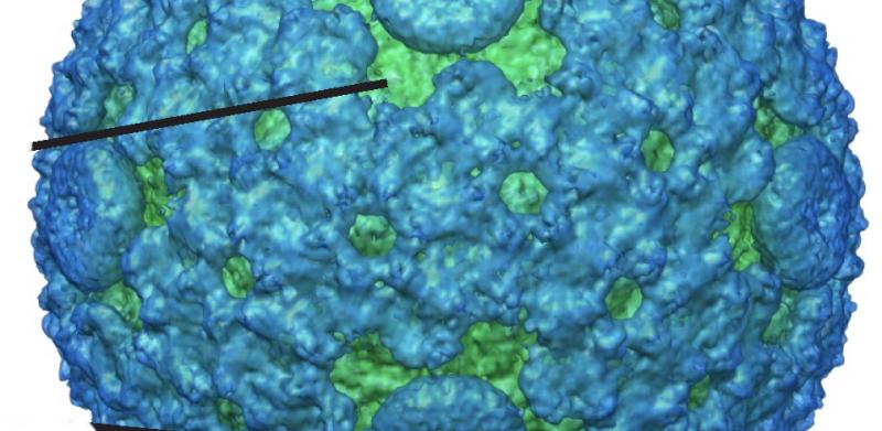 Cystoviridae